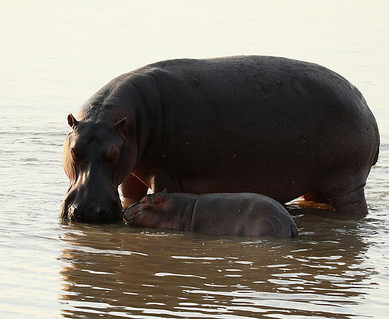 South Luangwa NP
