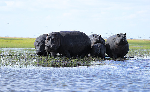 Kafue NP