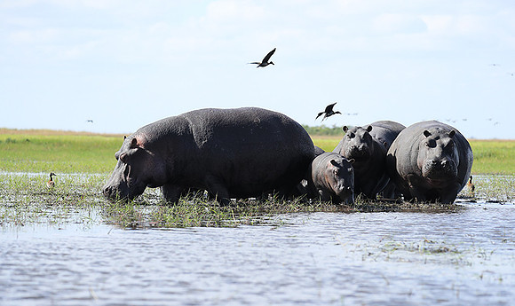 Kafue NP