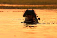 Kafue NP