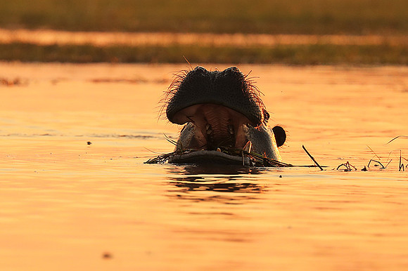 Kafue NP