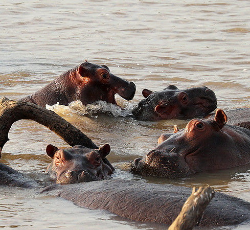 South Luangwa NP