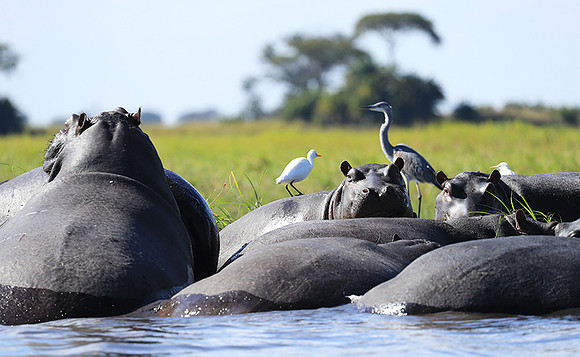 Kafue NP