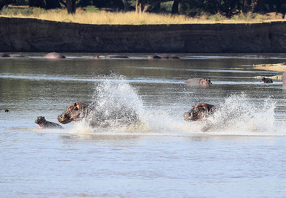 South Luangwa NP