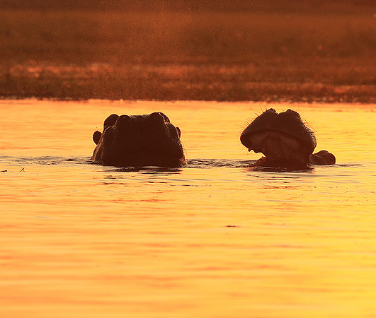 Kafue NP