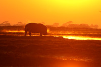 Kafue NP