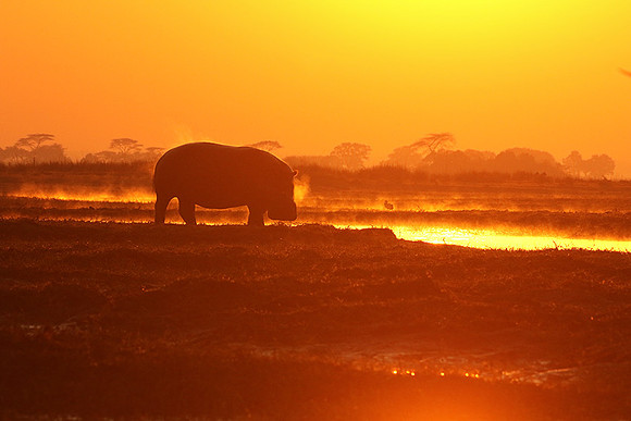 Kafue NP