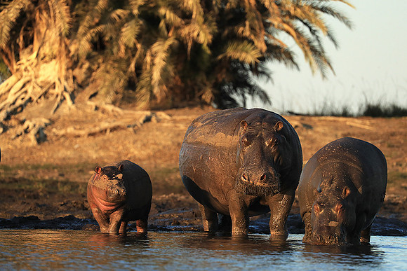Kafue NP