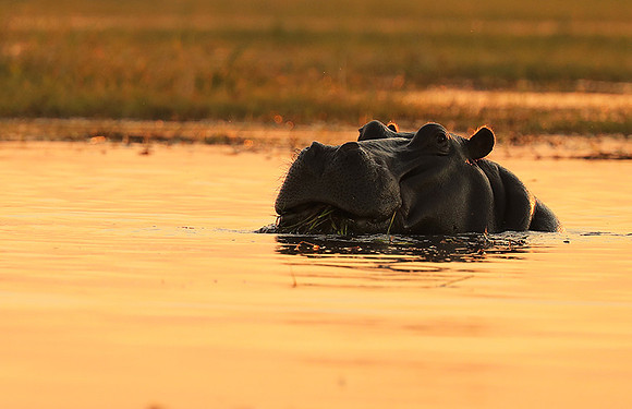 Kafue NP