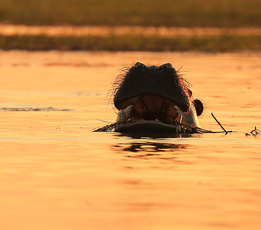 Kafue NP