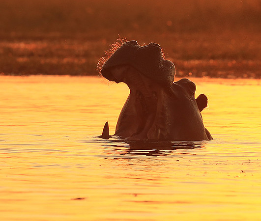 Kafue NP
