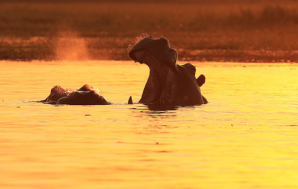 Kafue NP