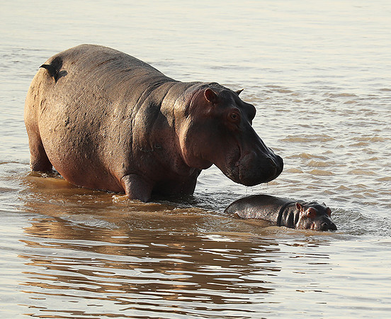 South Luangwa NP