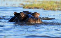 Kafue NP