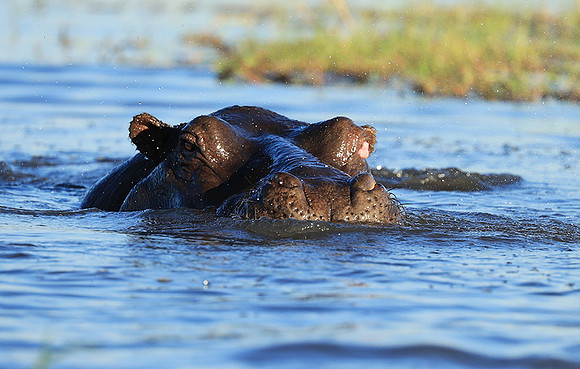 Kafue NP