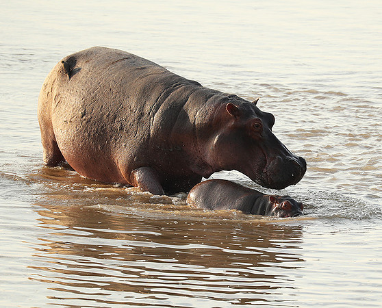 South Luangwa NP