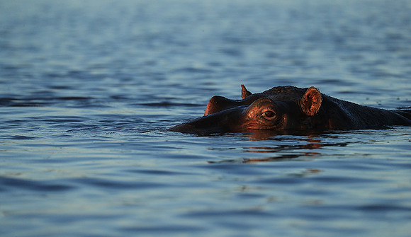 Kafue NP
