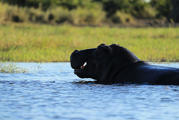 Kafue NP
