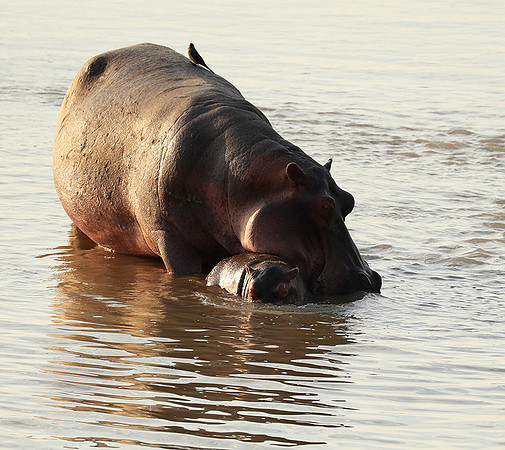 South Luangwa NP