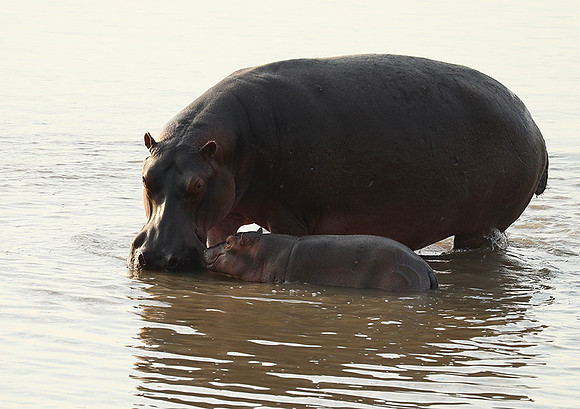 South Luangwa NP