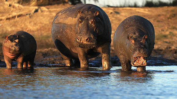 Kafue NP