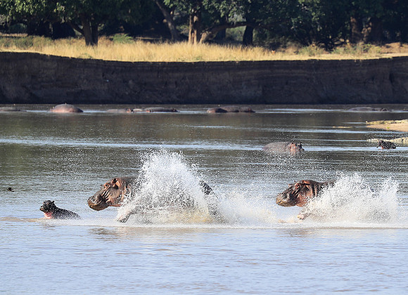 South Luangwa NP