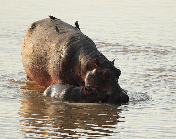 South Luangwa NP