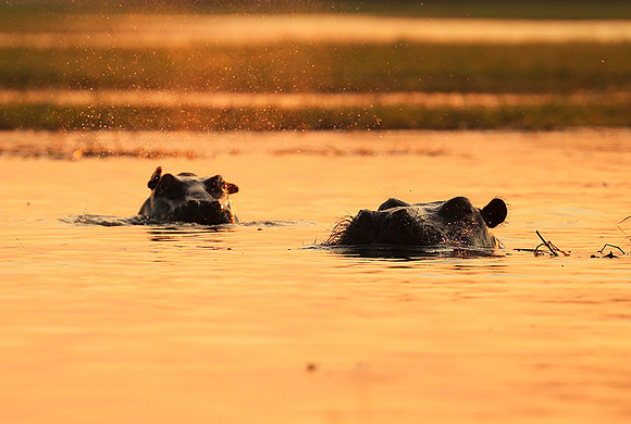Kafue NP