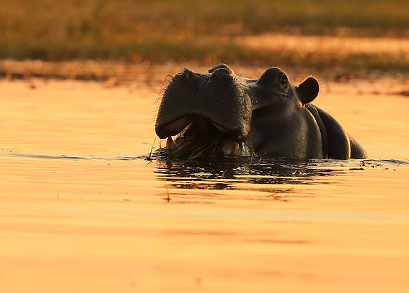 Kafue NP