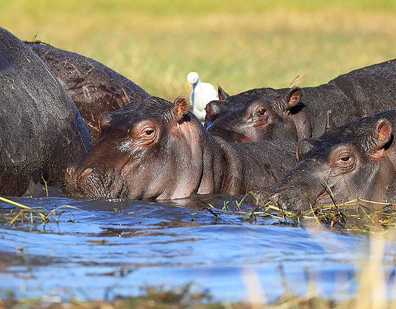 Kafue NP