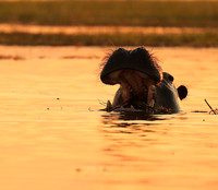 Kafue NP