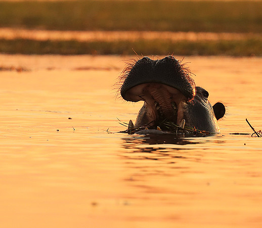 Kafue NP