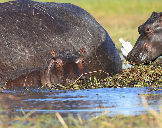 Kafue NP
