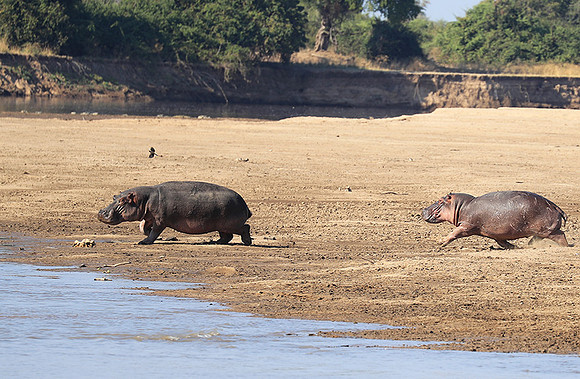 South Luangwa NP