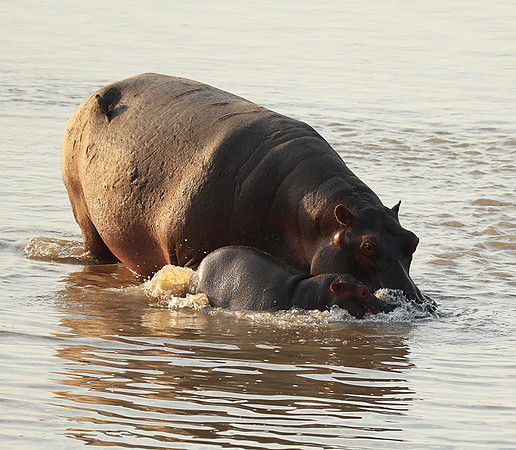 South Luangwa NP