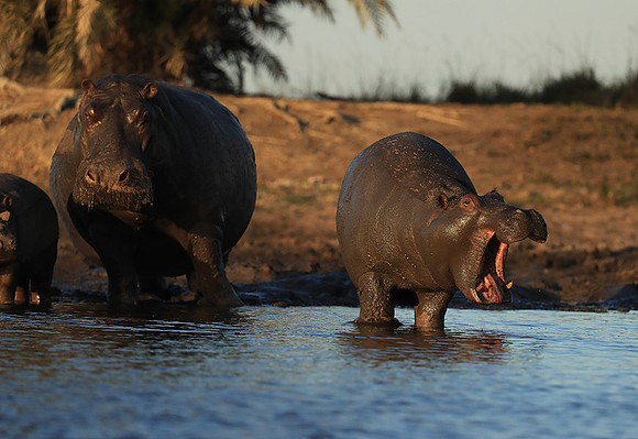Kafue NP