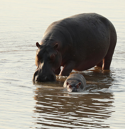 South Luangwa NP