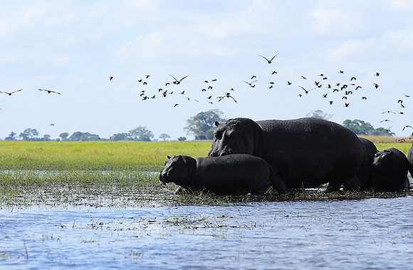 Kafue NP