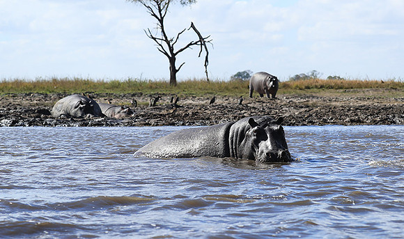 Kafue NP