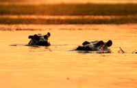Kafue NP