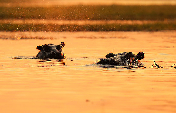Kafue NP