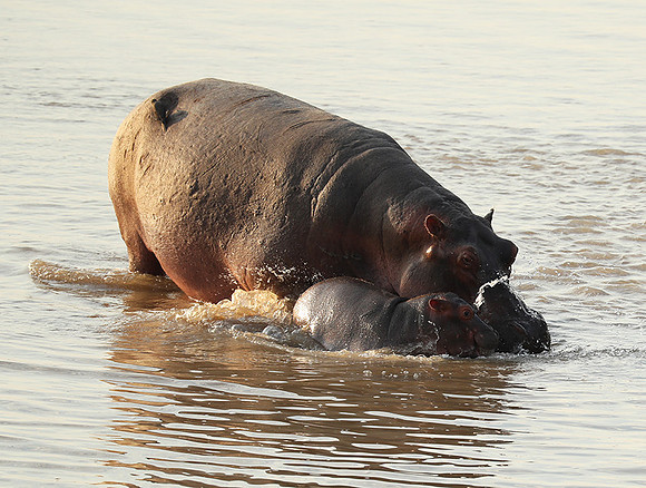 South Luangwa NP