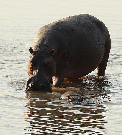 South Luangwa NP