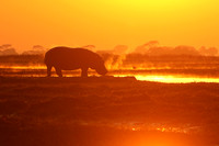 Kafue NP