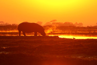 Kafue NP