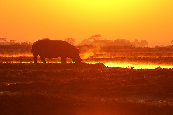 Kafue NP