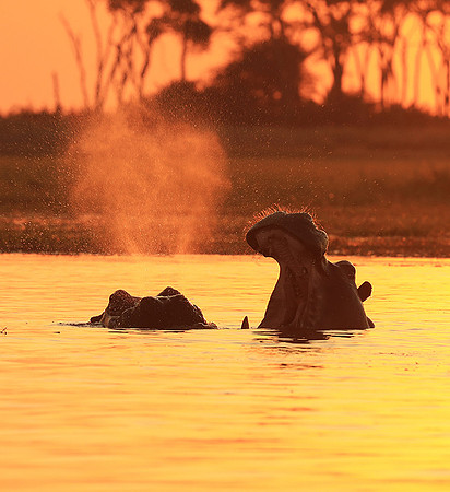 Kafue NP