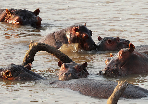 South Luangwa NP
