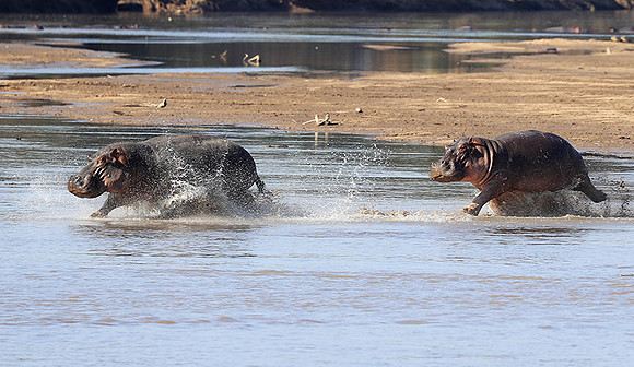 South Luangwa NP