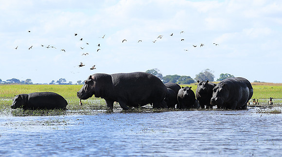 Kafue NP